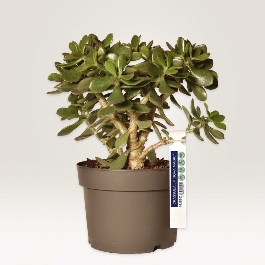 Oznaka_Zanka_crassula_minova_uporaba