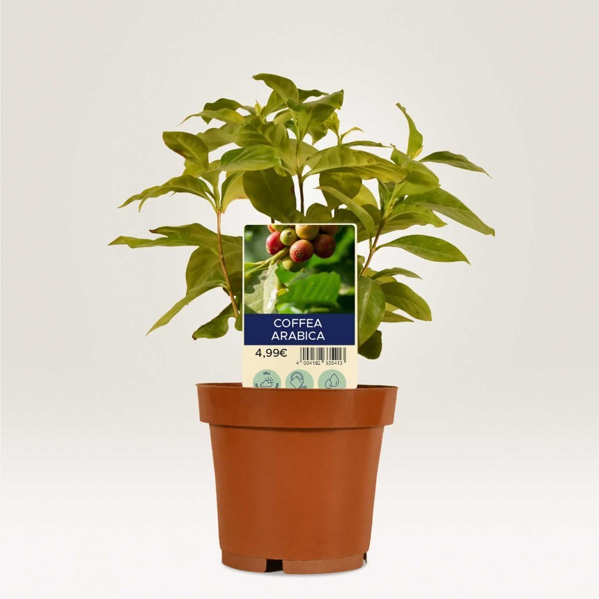 Vticna_Oznaka_kava_arabica_uporaba